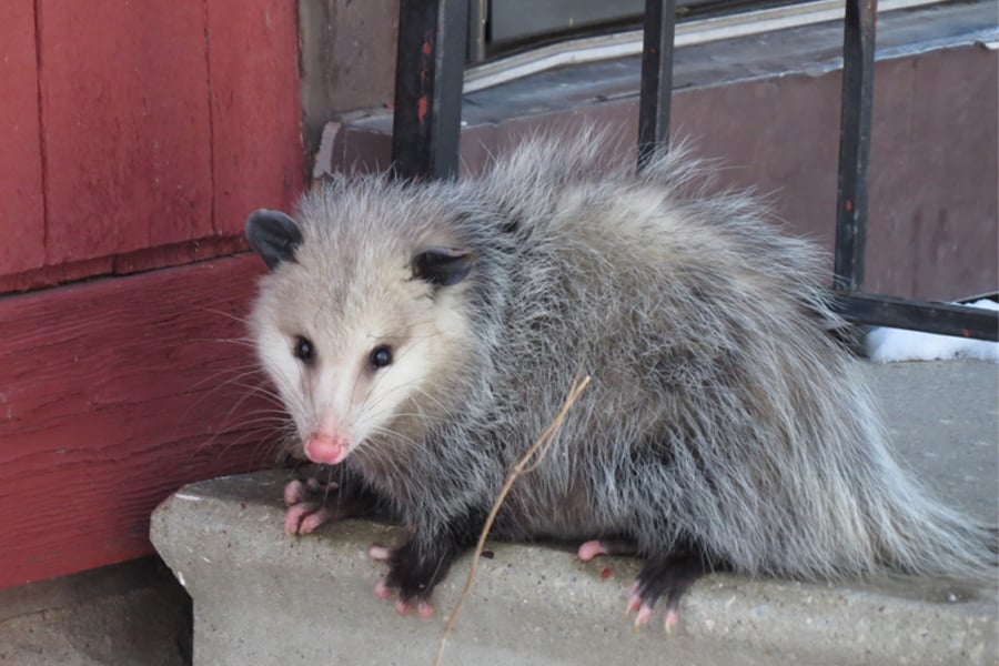 Willowbrook Wildlife Center Living With Opossums